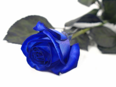 Modrá růže
