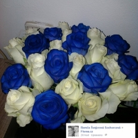 Krásné modré růže